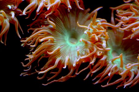 Anemone creature water photo