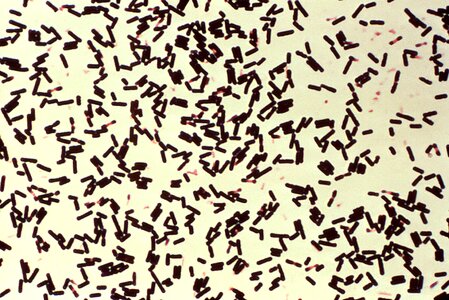 Bacteria broth clostridium