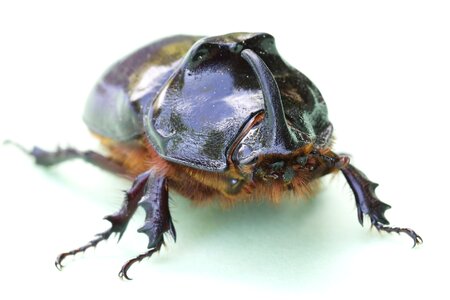 Nature beetle threatened