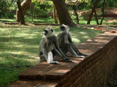 Animal wildlife wild