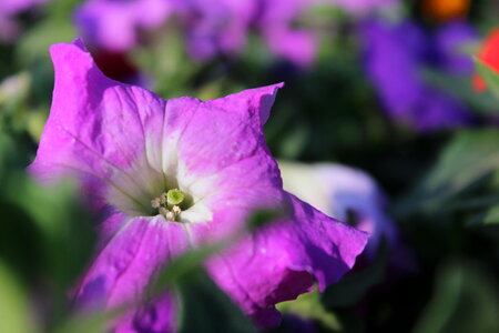Bright Purple Flower photo