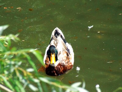 Goose white green