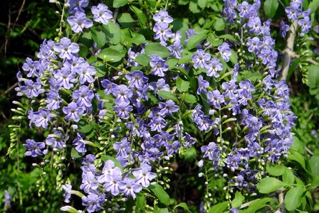 Pigeon berry skyflower duranta