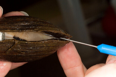 Extracting glochidia from freshwater mussel-1