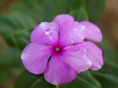 Pink Flower Beauty photo