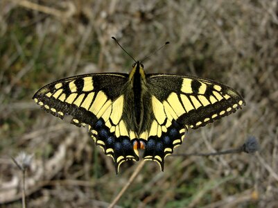 Insect nature wings photo