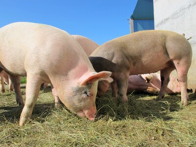 Sow happy pig animals