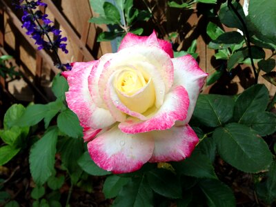 Flora pink bloom