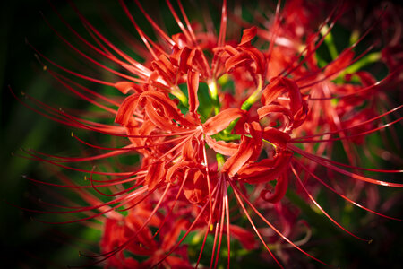 14 Lycoris radiata