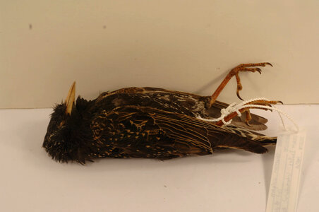 Sturnus vulgaris-2