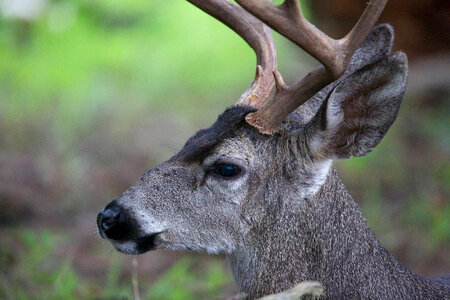 White-tailed Deer-1 photo