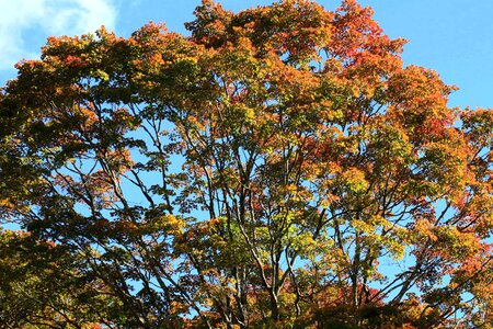 Autumn autumn season branch photo