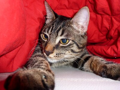 Cat picture animals