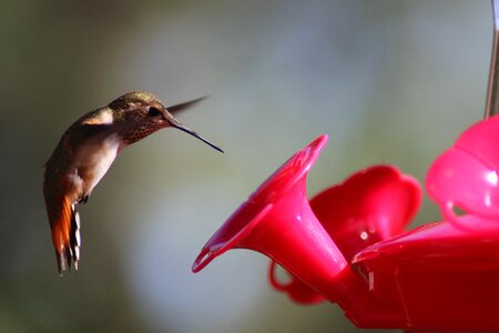 Tiny small fluttering