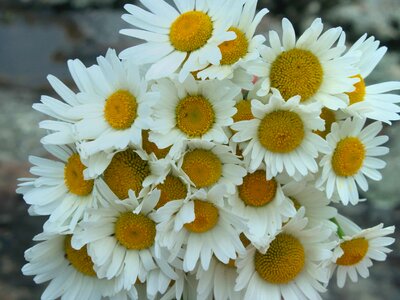 Beautiful beautiful flowers biology