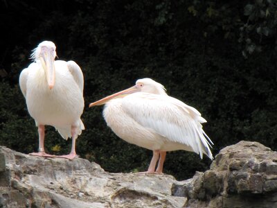 Plumage feathers bright