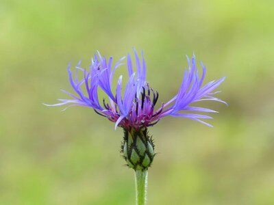 Beautiful Flowers beautiful image beautiful photo