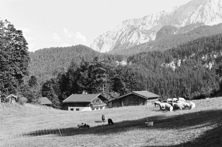 Dairy cows on a mountain meadow
