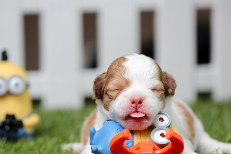 Cute pet breed