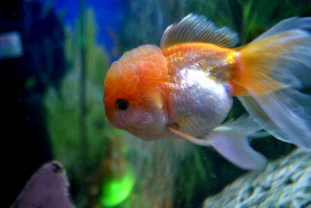 Fish In Tank photo