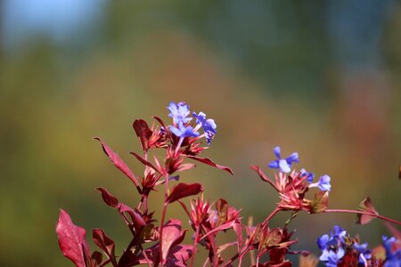 Blue flower nature photo