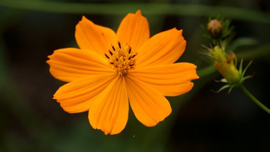 Yellow beautiful cute