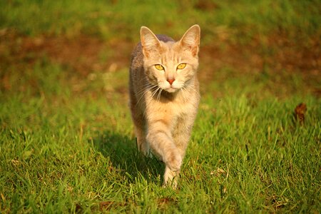 Adorable animal cat