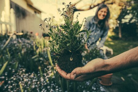 Plant garden growing
