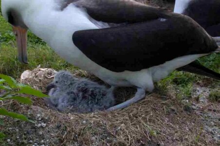 Adult albatross brooding photo