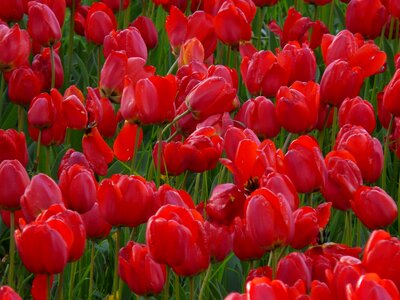 Beautiful Flowers bloom blooming