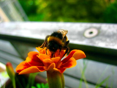 Bug bumblebee macro