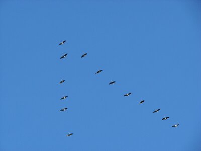 Flock of birds blue sky photo