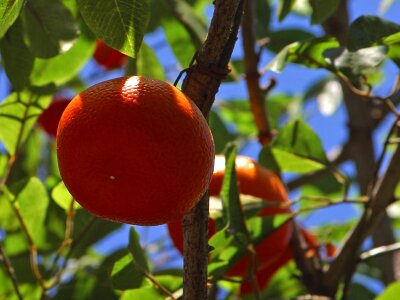 Orange tree fruit sweet