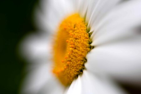 Animal beautiful flowers blooming