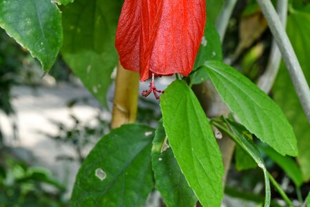 Hibiscus tropical garden