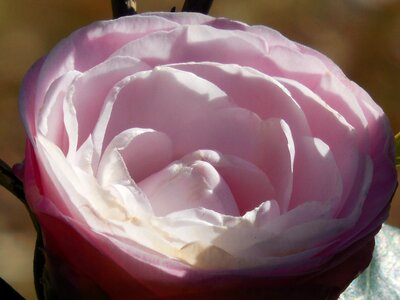 Garden blossom nature photo