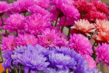 Bouquet chrysanthemum pinkish