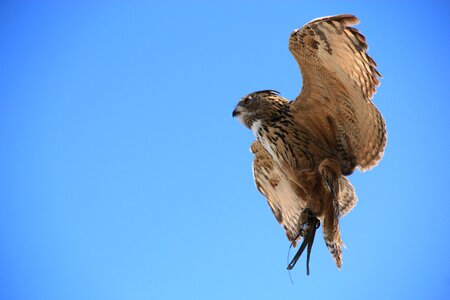 Animal night active birds photo