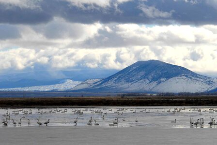 Bird lake migration