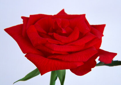 Single beautiful red rose photo