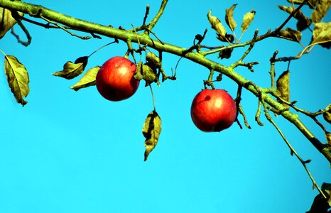 Apple branch daylight