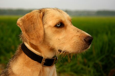 Golden Retriever Dog on the Field photo