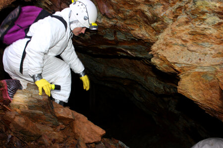 Monitoring bat populations