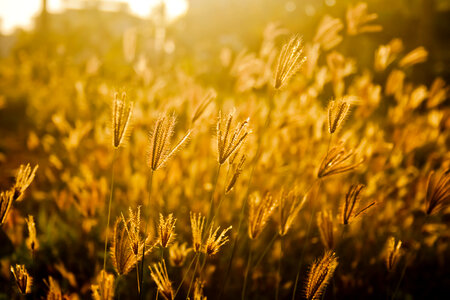 Farms Fields