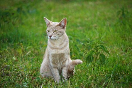 Animal cat claw