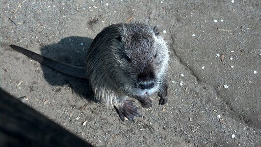 Beaver tail rat tail water rat photo