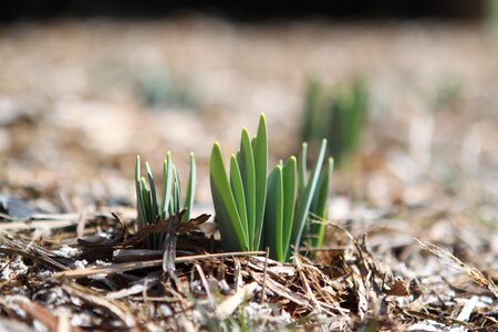 Spring flower plant