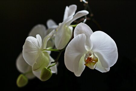 Orchidaceae houseplant beautiful
