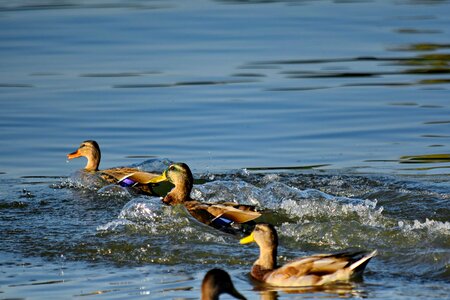 Bird flock swimming photo