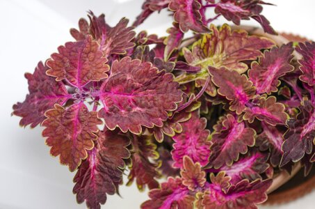 Floral plant natural